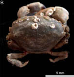 Image of Dyspanopeus sayi (Say mud crab)