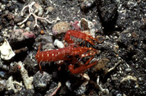Image of Enoplometopus occidentalis (Red reef lobster)