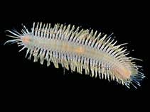 Image of Eucranta mollis 