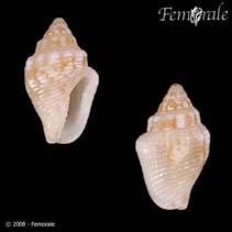 Image of Euplica varians 