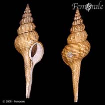 Image of Fusinus forceps (Forceps spindle)