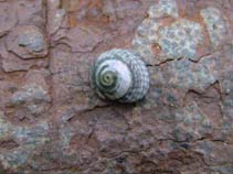 Image of Gibbula umbilicalis (Flat topshell)