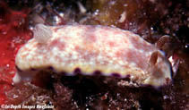 Image of Goniobranchus alius 