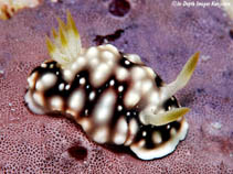 Image of Goniobranchus geometricus 