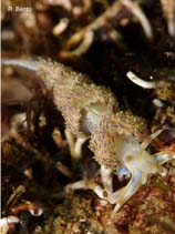 Image of Godiva quadricolor (Four-colour nudibranch)