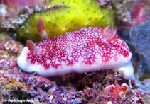 Image of Goniobranchus reticulatus 