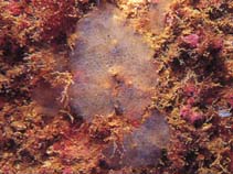 Image of Halisarca dujardinii (Dujardins slime sponge)