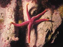 Image of Henricia sanguinolenta (Blood sea star)
