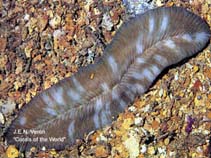 Image of Herpolitha limax (Striate boomerang coral)