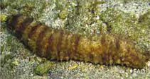 Image of Holothuria impatiens (Impatient sea cucumber)