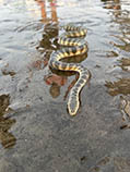 Image of Hydrophis schistosus (Beaked sea snake)