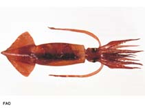 Image of Illex argentinus (Argentine shortfin squid)