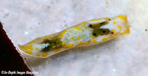 Image of Ilbia mariana 
