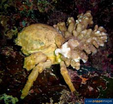 Image of Lauridromia dehaani (Japanese sponge crab)