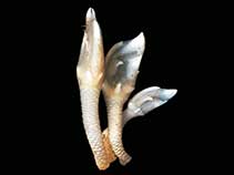 Image of Litoscalpellum aurorae 