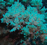 Image of Litophyton striatum 