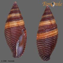 Image of Mitra aurantia (Orange mitre)