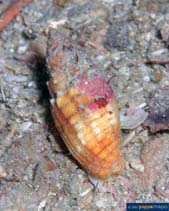 Image of Mitra puncticulata 