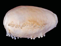 Image of Microchoerus splendidus 