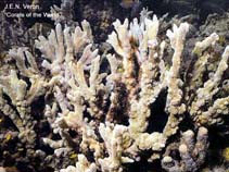 Image of Montipora cactus 