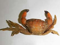 Image of Monodaeus couchii (Couch rubble crab)