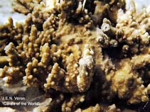 Image of Montipora dilatata 