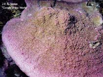 Image of Montipora effusa 