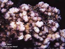 Image of Montipora lobulata 