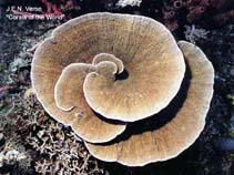Image of Montipora mactanensis 