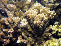 Image of Montipora pachytuberculata 