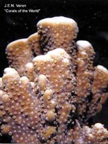 Image of Montipora spongodes 