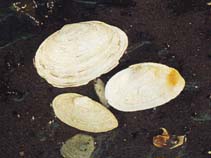 Image of Mya arenaria (Softshell clam)