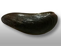 Image of Mytella charruana (Charrua mussel)