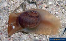 Image of Natica areolata 