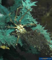 Image of Naxioides mammillata 