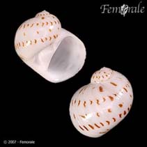 Image of Natica onca (China moon snail)