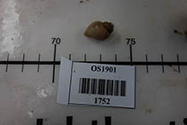 Image of Oenopota impressa 