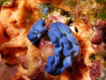 Image of Oscarella lobularis (Bubble oscar sponge)