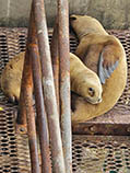 Image of Otaria flavescens (South American sea lion)