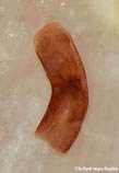 Image of Philine rubrata 