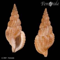 Image of Pisanella viva 