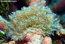 Image of Polybranchia jensenae 