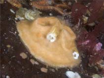 Image of Pododesmus patelliformis 