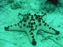 Image of Protoreaster nodosus (Horned sea star)