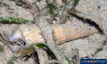 Image of Pseudovertagus nobilis (Noble vertagus)