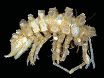 Image of Pseudidothea scutata 