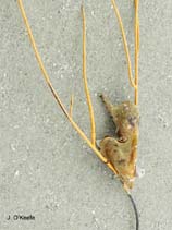 Image of Pteria colymbus (Atlantic wing-oyster)