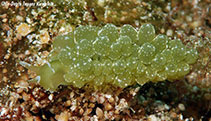 Image of Sacoproteus nishae 