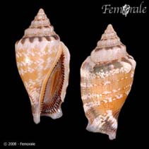 Image of Strombus microurceus 