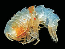 Image of Syrrhoites anaticauda 